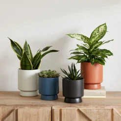 Bishop Ceramic Indoor/Outdoor Tabletop Planters