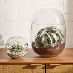 Cairo Terrariums