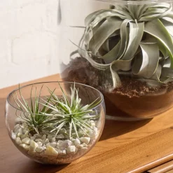 Cairo Terrariums
