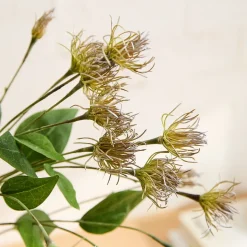 Clematis Pods Bundle