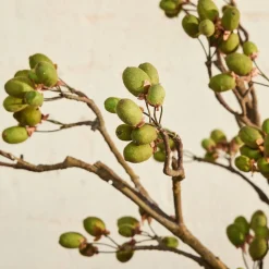 Faux Kiwi Pod Branch