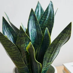 Faux Potted Snake Plant