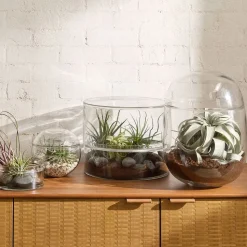 Live Beginner-Friendly Tillandsia Air Plant Assortment (Set of 10)