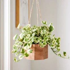 Live Mini Pothos Plant w/ Hanging Planter