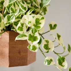 Live Mini Pothos Plant w/ Hanging Planter