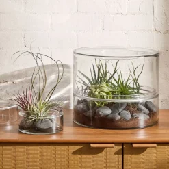 Live Tillandsia Bulbosa Guatemala Air Plants (Set of 5)