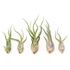 Live Tillandsia Caput Medusae Air Plants (Set of 5)