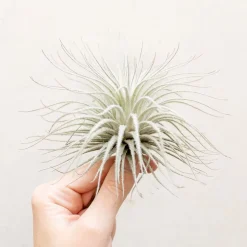 Live Tillandsia Tectorum Air Plant