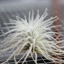 Live Tillandsia Tectorum Air Plant