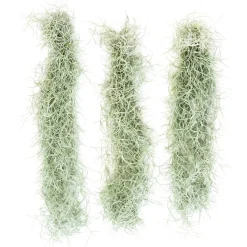 Live Tillandsia Usneoides Spanish Moss Air Plant Clumps (Set of 3)