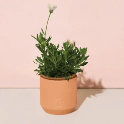 Modern Sprout Tiny Terracotta Grow Kits - Flowers