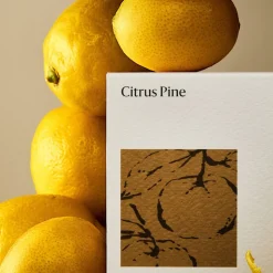West Elm Homescent Single Wick Candle - Citrus Pine
